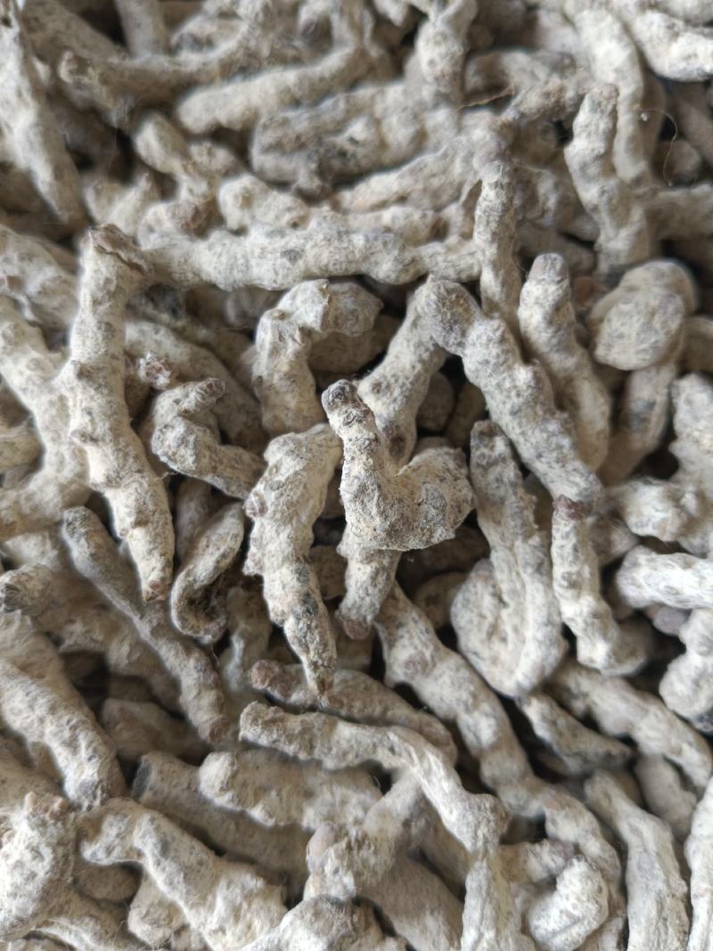 僵蚕白僵蚕新货无硫无熏蒸产地一手货源实拍现货线下有优惠
