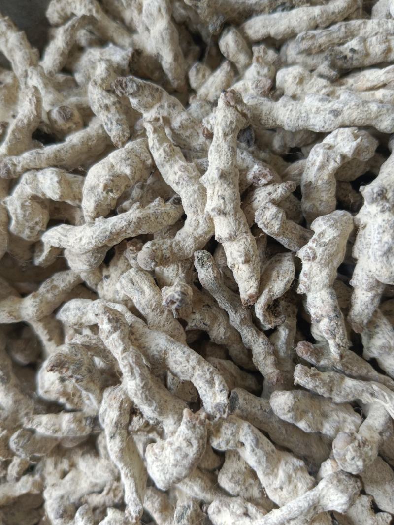 僵蚕白僵蚕新货无硫无熏蒸产地一手货源实拍现货线下有优惠