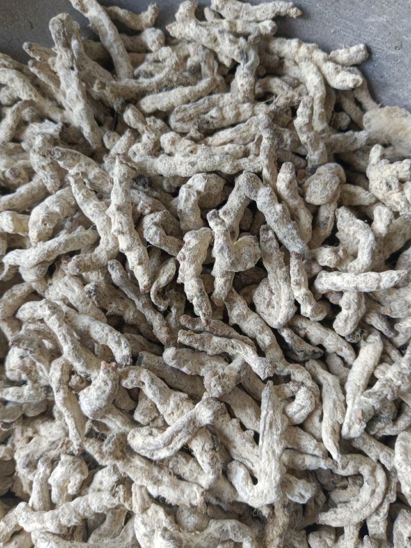 僵蚕白僵蚕新货无硫无熏蒸产地一手货源实拍现货线下有优惠