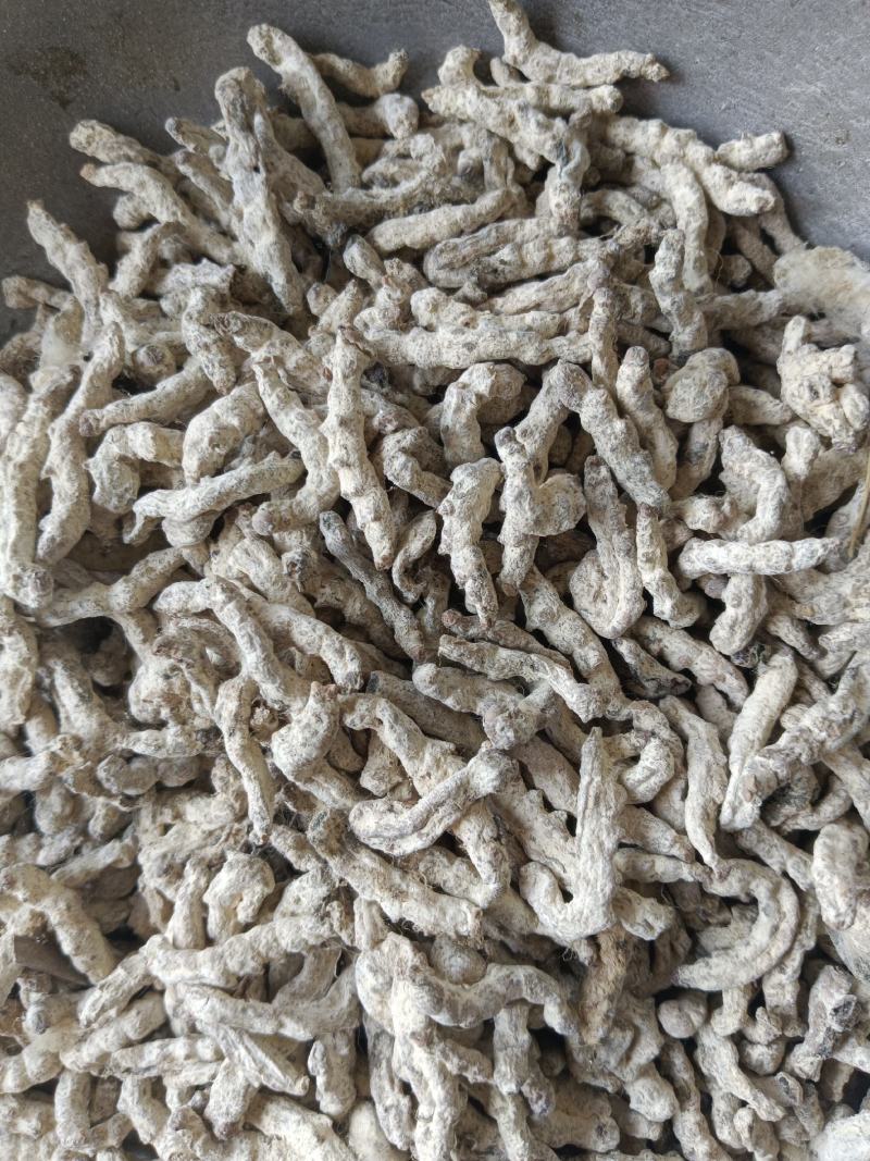 僵蚕白僵蚕新货无硫无熏蒸产地一手货源实拍现货线下有优惠