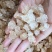 【好口感】拉丝雪燕野生