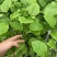 钦蜜9号百香果苗四季百香果嫁接苗爬藤植物盆栽庭院阳