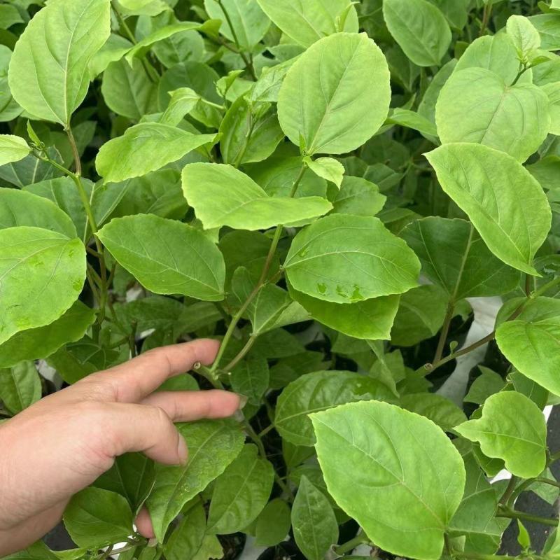 钦蜜9号百香果苗四季百香果嫁接苗爬藤植物盆栽庭院阳