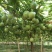 钦蜜9号百香果苗四季百香果嫁接苗爬藤植物盆栽庭院阳