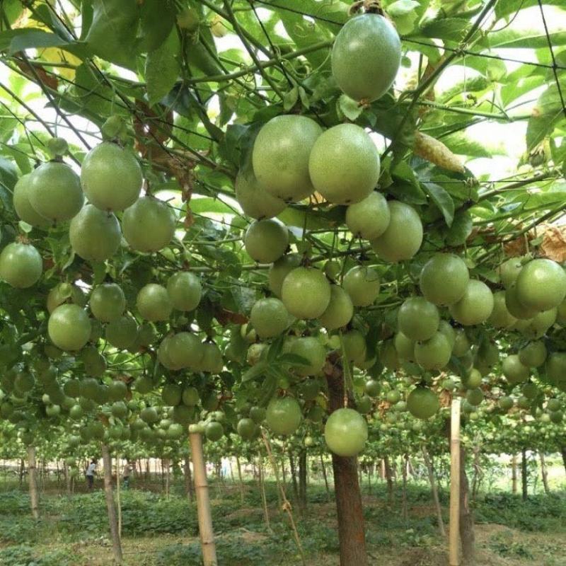钦蜜9号百香果苗四季百香果嫁接苗爬藤植物盆栽庭院阳