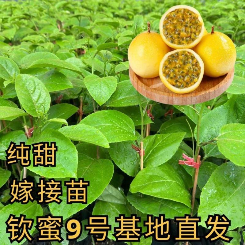 钦蜜9号百香果苗四季百香果嫁接苗爬藤植物盆栽庭院阳