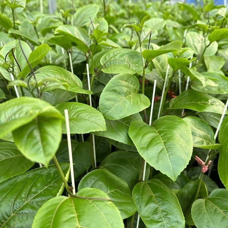 钦蜜9号百香果苗四季百香果嫁接苗爬藤植物盆栽庭院阳