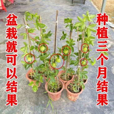 钦蜜9号百香果苗四季百香果嫁接苗爬藤植物盆栽庭院阳