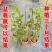 钦蜜9号百香果苗四季百香果嫁接苗爬藤植物盆栽庭院阳