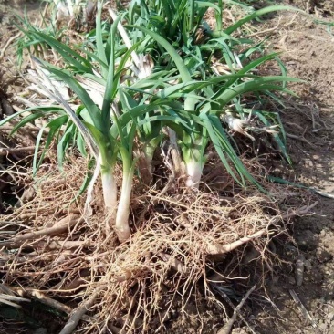 陕西黄花菜种苗成活率高抗病强，质保好品种，包回收上地指导