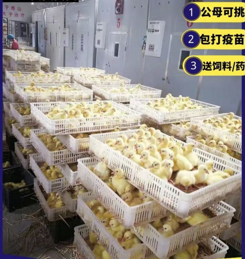 【牛商热卖】大体朗德鹅苗包打疫苗包健康全国可发货