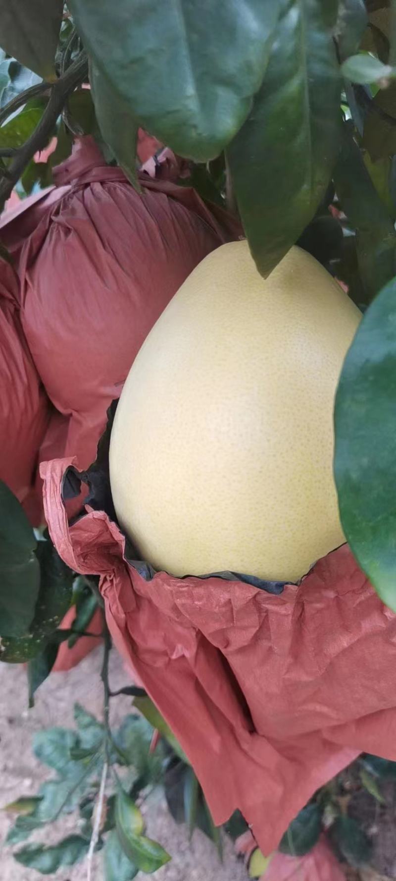 湖北红心柚，白心柚大量上市对接市场电商平台欢迎电话订购