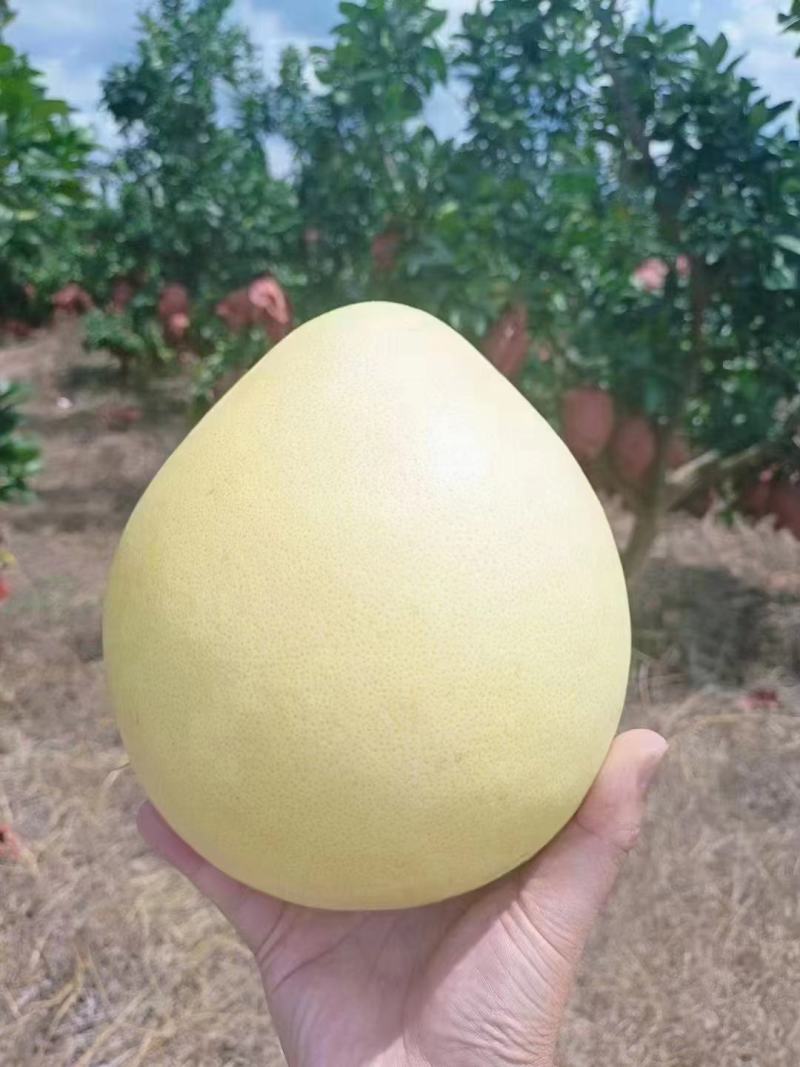 湖北红心柚，白心柚大量上市对接市场电商平台欢迎电话订购
