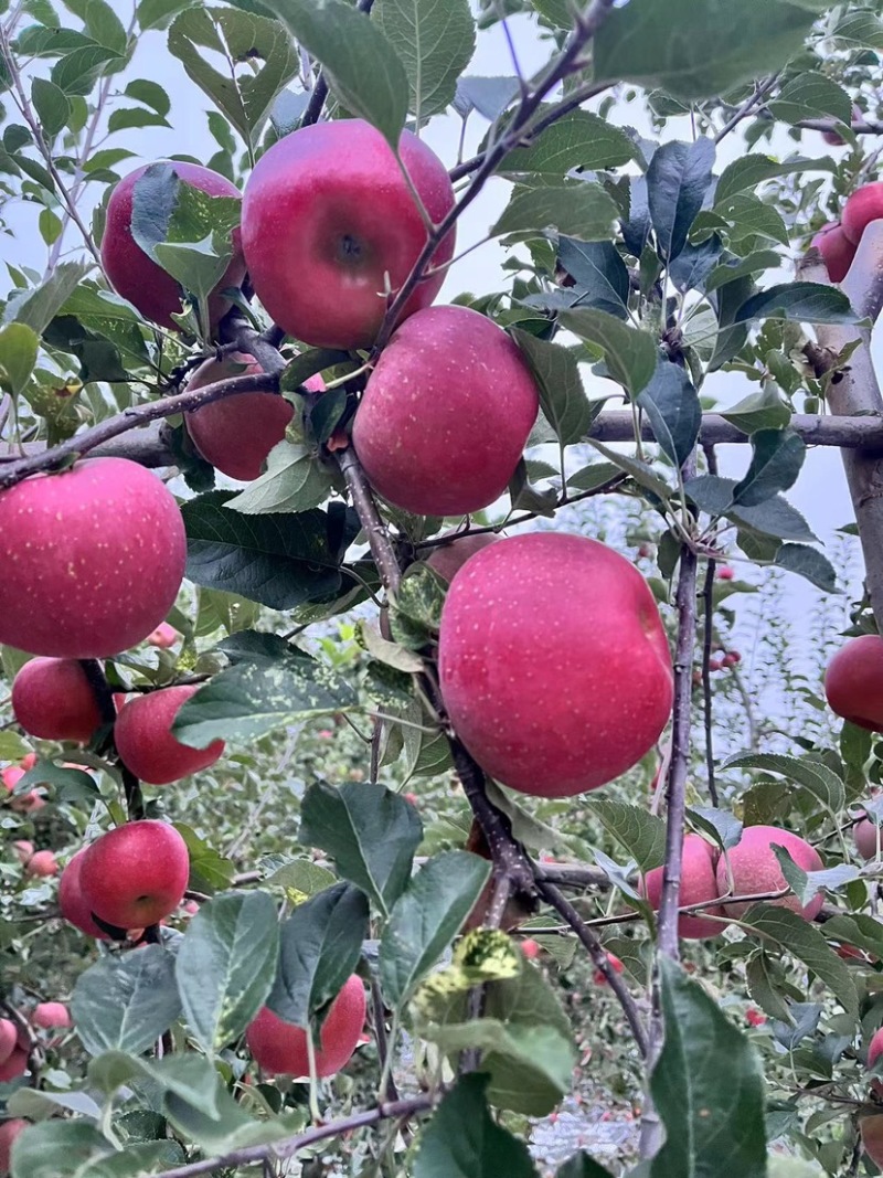 昭通红露苹果，口感独特糖心满满纯甜无酸，需要的联系