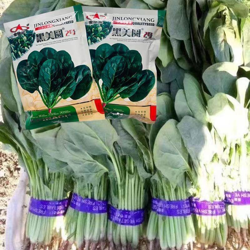 黑美圆2号菠菜种子长圆叶菠菜籽叶深绿耐热耐寒红春秋冬速生