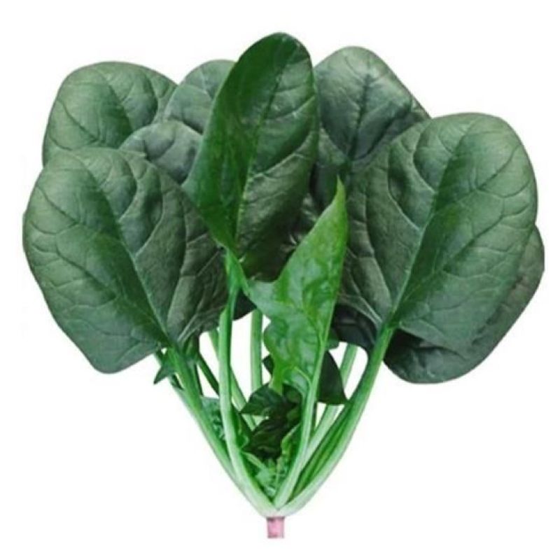 黑美圆2号菠菜种子长圆叶菠菜籽叶深绿耐热耐寒红春秋冬速生