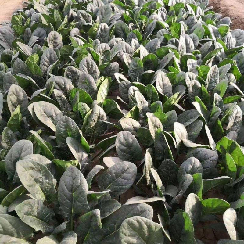 黑美圆2号菠菜种子长圆叶菠菜籽叶深绿耐热耐寒红春秋冬速生