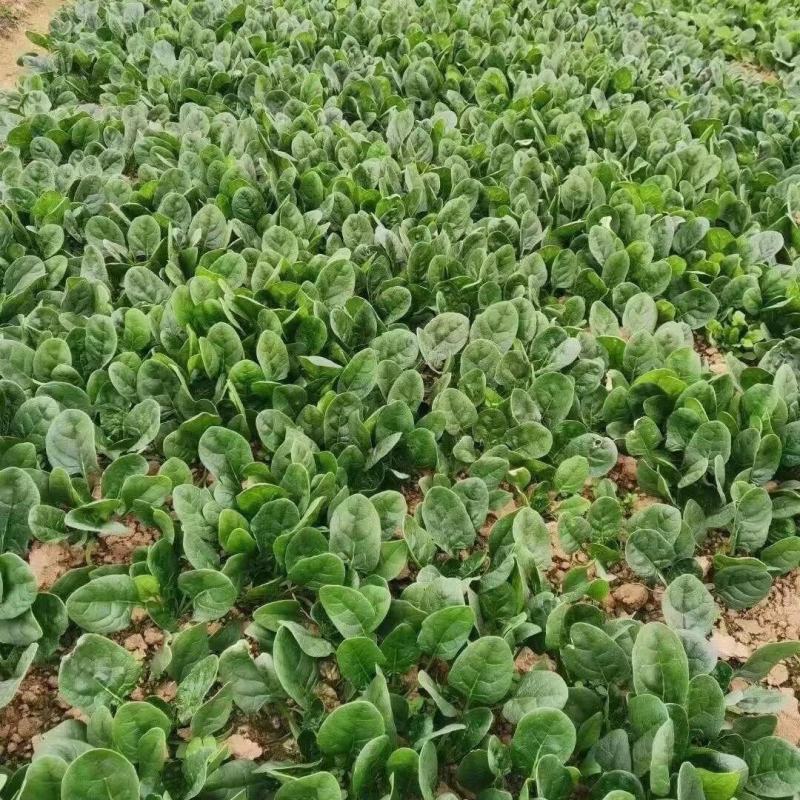 黑美圆2号菠菜种子长圆叶菠菜籽叶深绿耐热耐寒红春秋冬速生