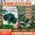 黑美圆2号菠菜种子长圆叶菠菜籽叶深绿耐热耐寒红春秋冬速生