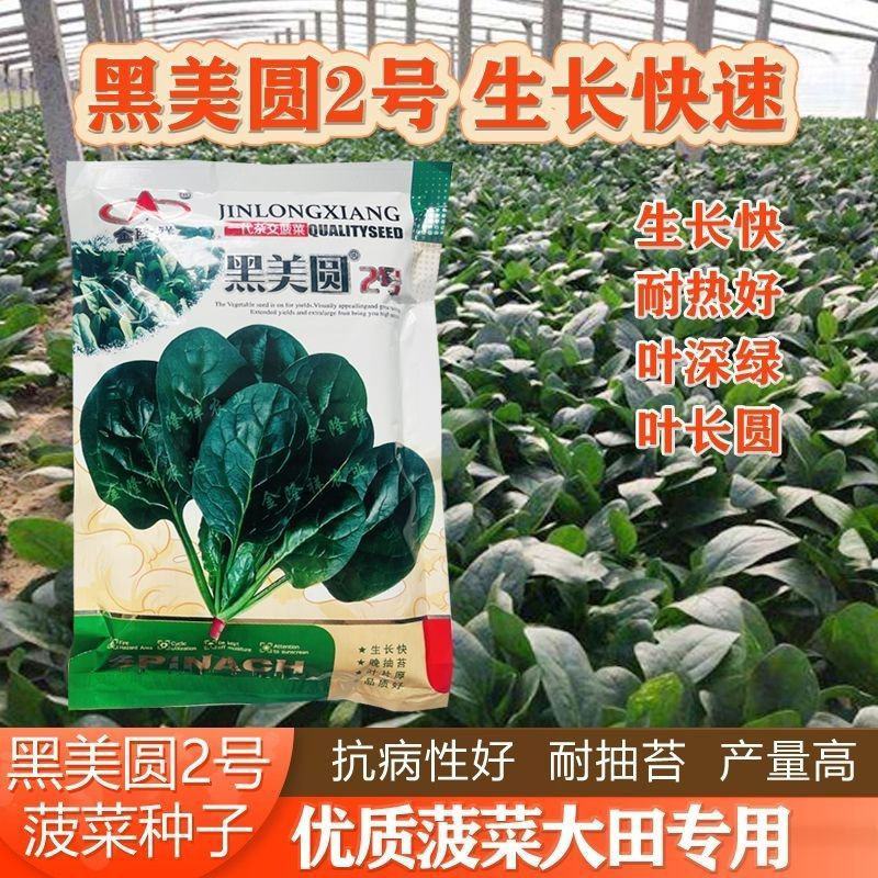 黑美圆2号菠菜种子长圆叶菠菜籽叶深绿耐热耐寒红春秋冬速生