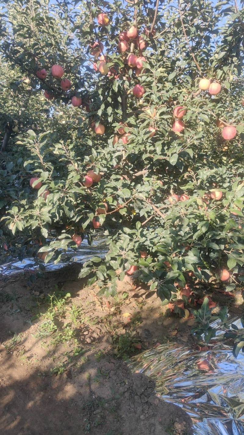 出售岳阳红苹果