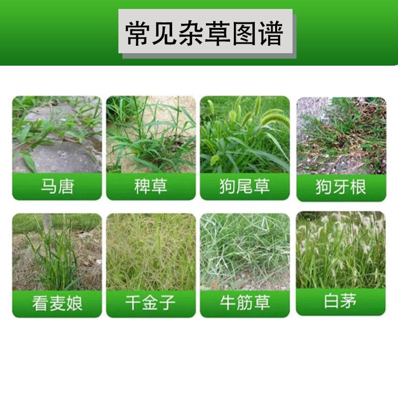 精草铵膦铵盐正品牛筋草小飞蓬果园顽固性杂草抗性杂草除草剂