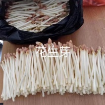 沂水花生芽