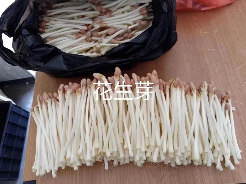 沂水花生芽