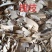 中药材槐树枝槐枝一公斤包邮量大从优