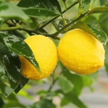 黄柠檬