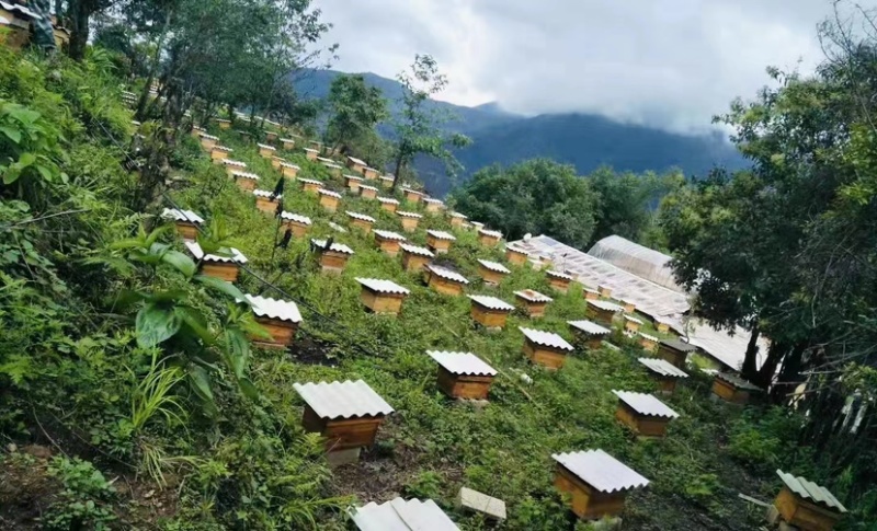 佤山原蜜，野生土蜂蜜，产地直供品质保证欢迎选购