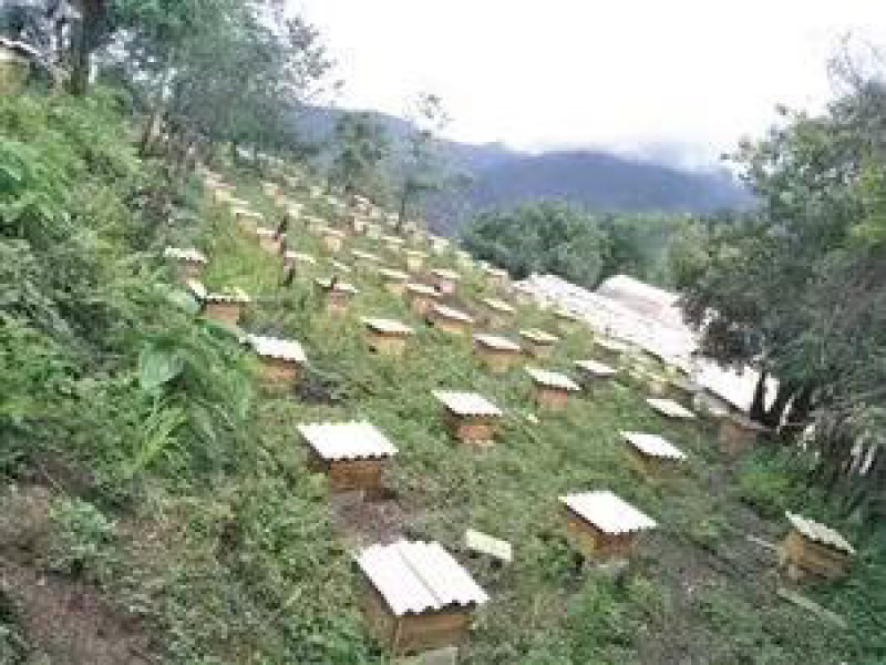 佤山原蜜，野生土蜂蜜，价格真实欢迎选购