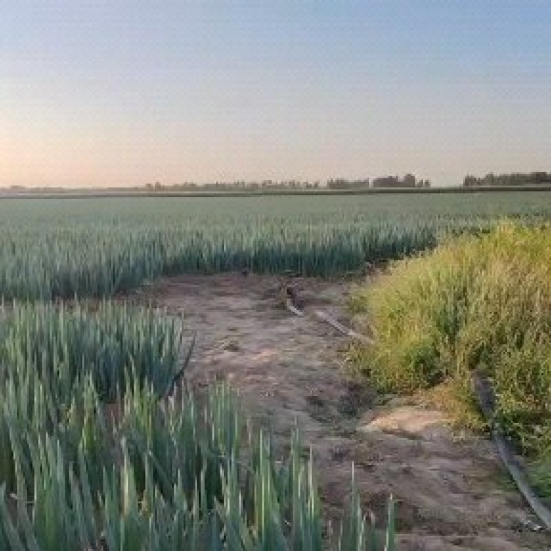 铁杆大葱大量供应！600亩现货，