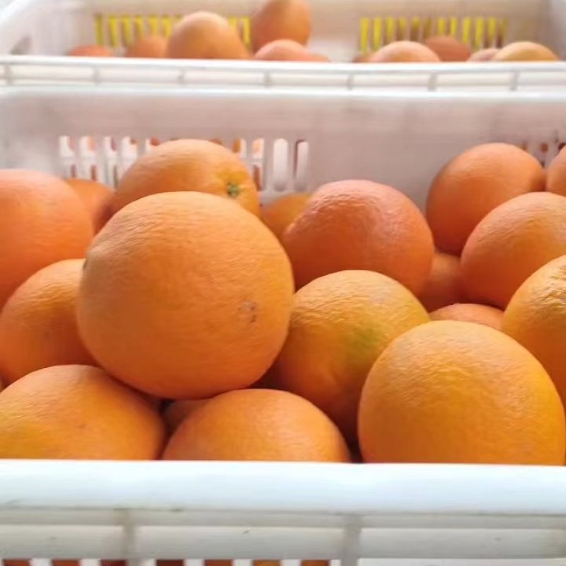 【纽荷尔脐橙】湖北宜昌纽荷尔规格齐全电商市场商超可供