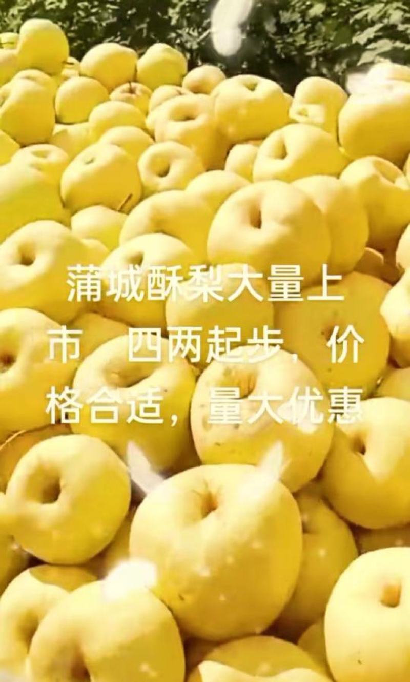 陕西渭南酥梨大量供应保质保量对接全国客商可视频看货