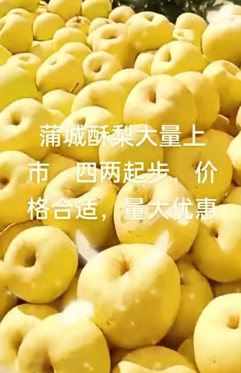 陕西渭南酥梨大量供应保质保量对接全国客商可视频看货