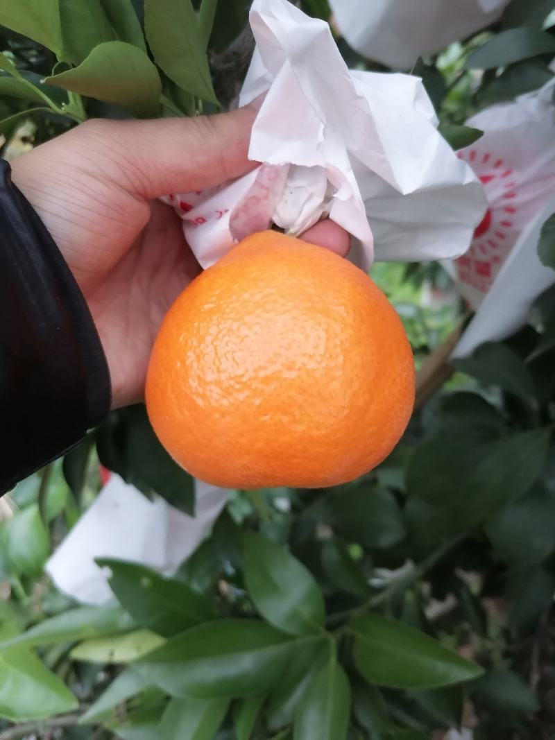 爱媛38大量上市电商果市场货批发代办欢迎打扰，市场货电商