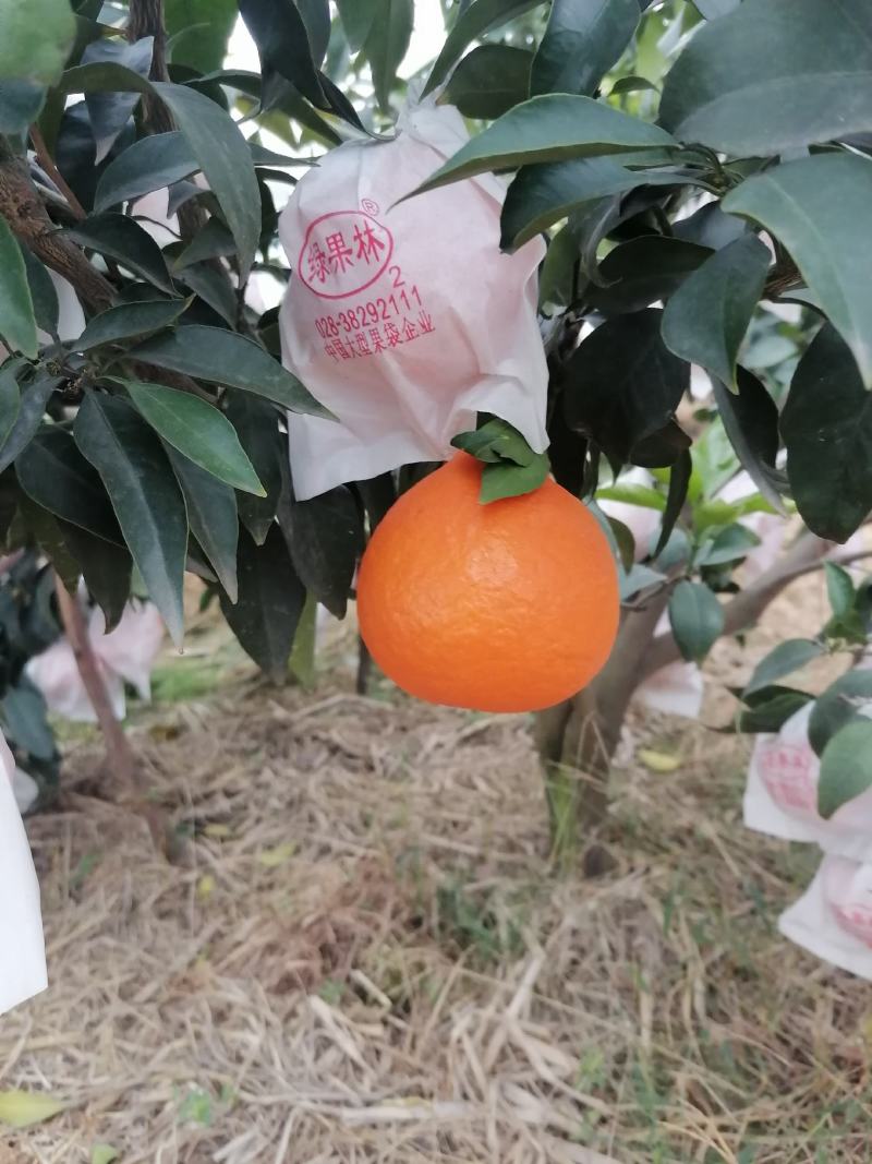 爱媛果冻澄大量批发代办，电商果市场货，货源充足，产地直发
