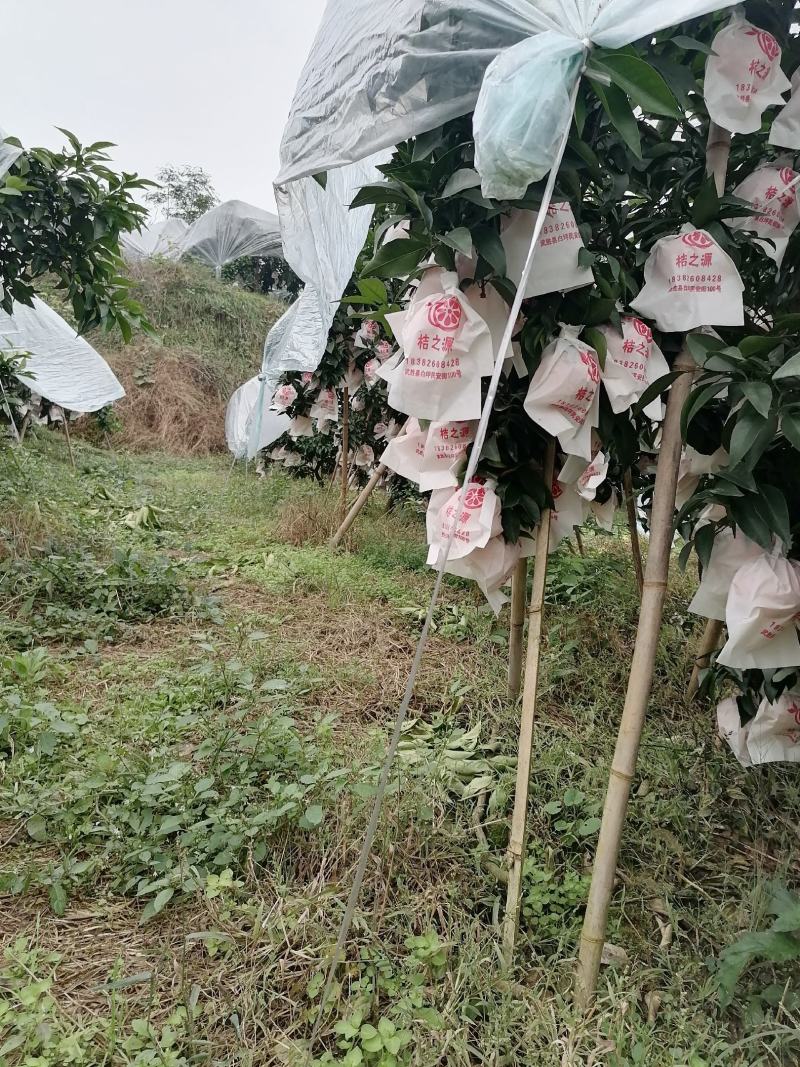 爱媛果冻澄大量批发代办，电商果市场货，货源充足，产地直发