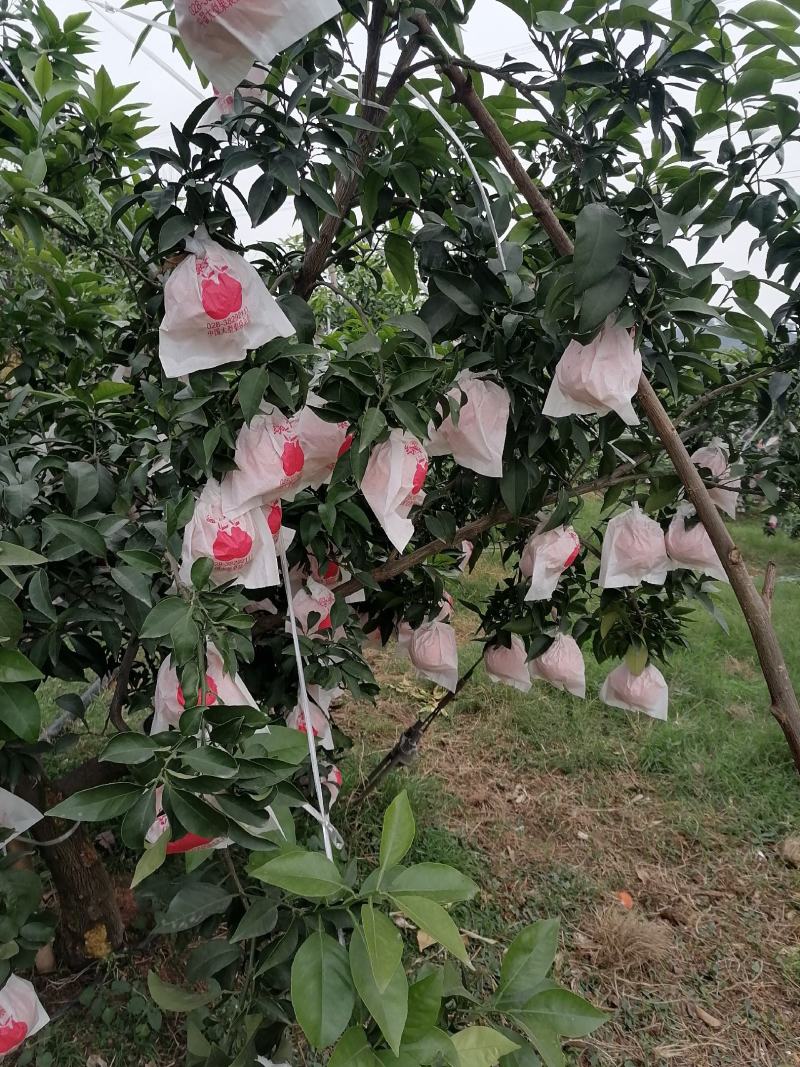爱媛果冻澄大量批发代办，电商果市场货，货源充足，产地直发