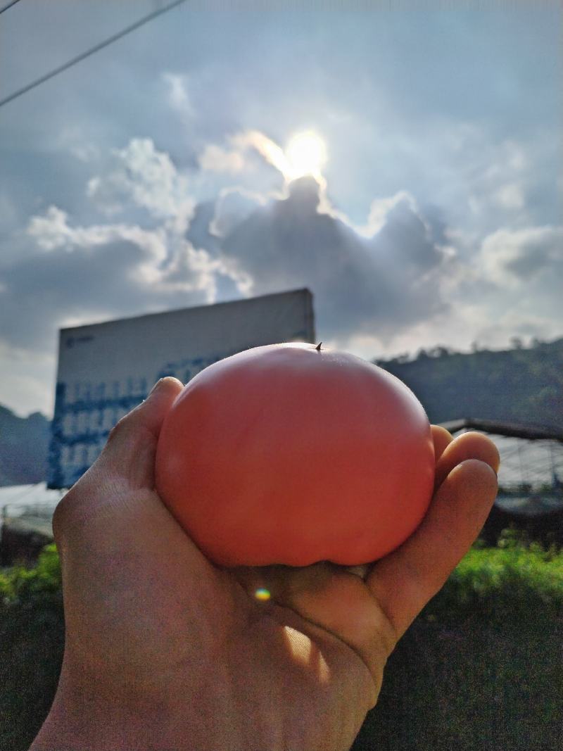 米易高山老味道番茄基地开始上货