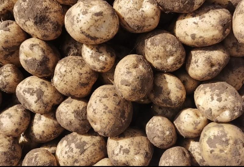 大西洋麦肯土豆加工厂商品薯大量供应可订单种植