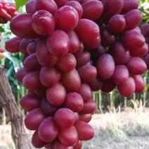 克伦生葡萄大量上市产地直发保质保量对接全国客商可视频