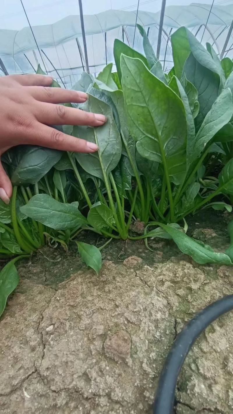 菠菜叶面积大，组织柔嫩，对水分要求较高。水分充足，生长旺
