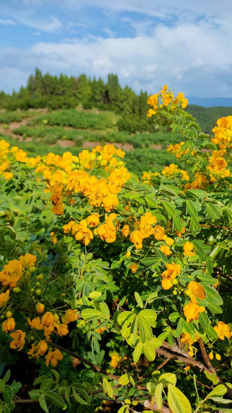 黄花槐苗、黄花槐树