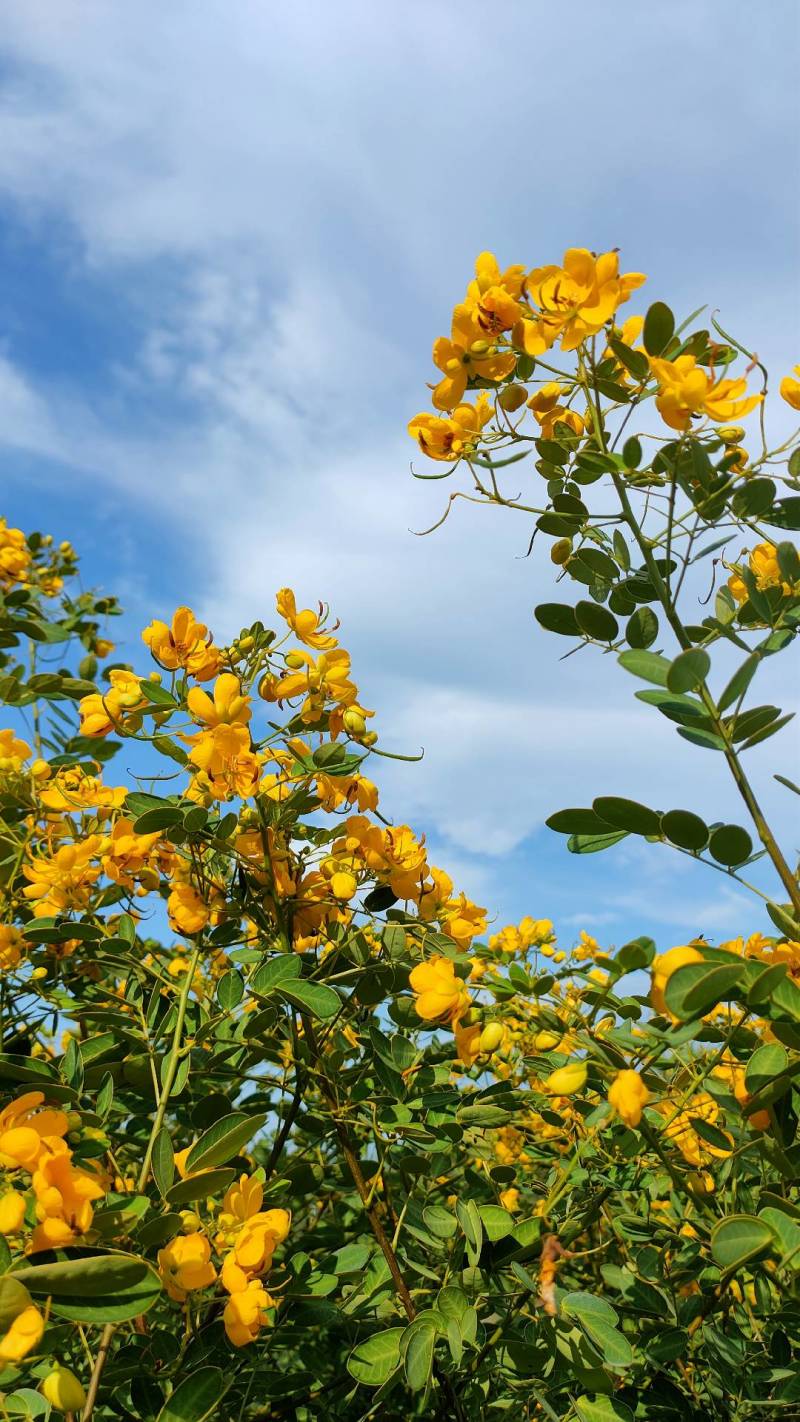 黄花槐苗、黄花槐树