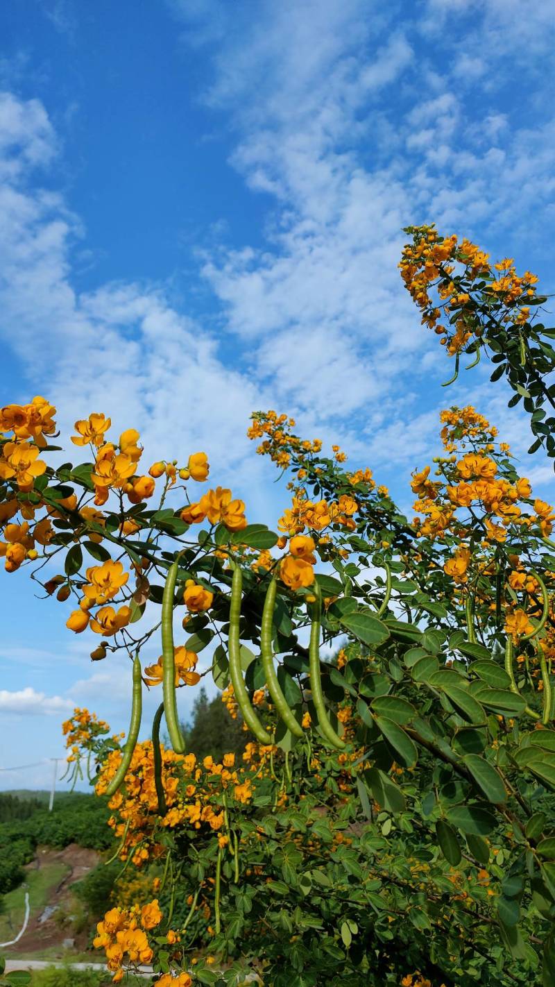 黄花槐苗、黄花槐树