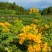 黄花槐苗、黄花槐树