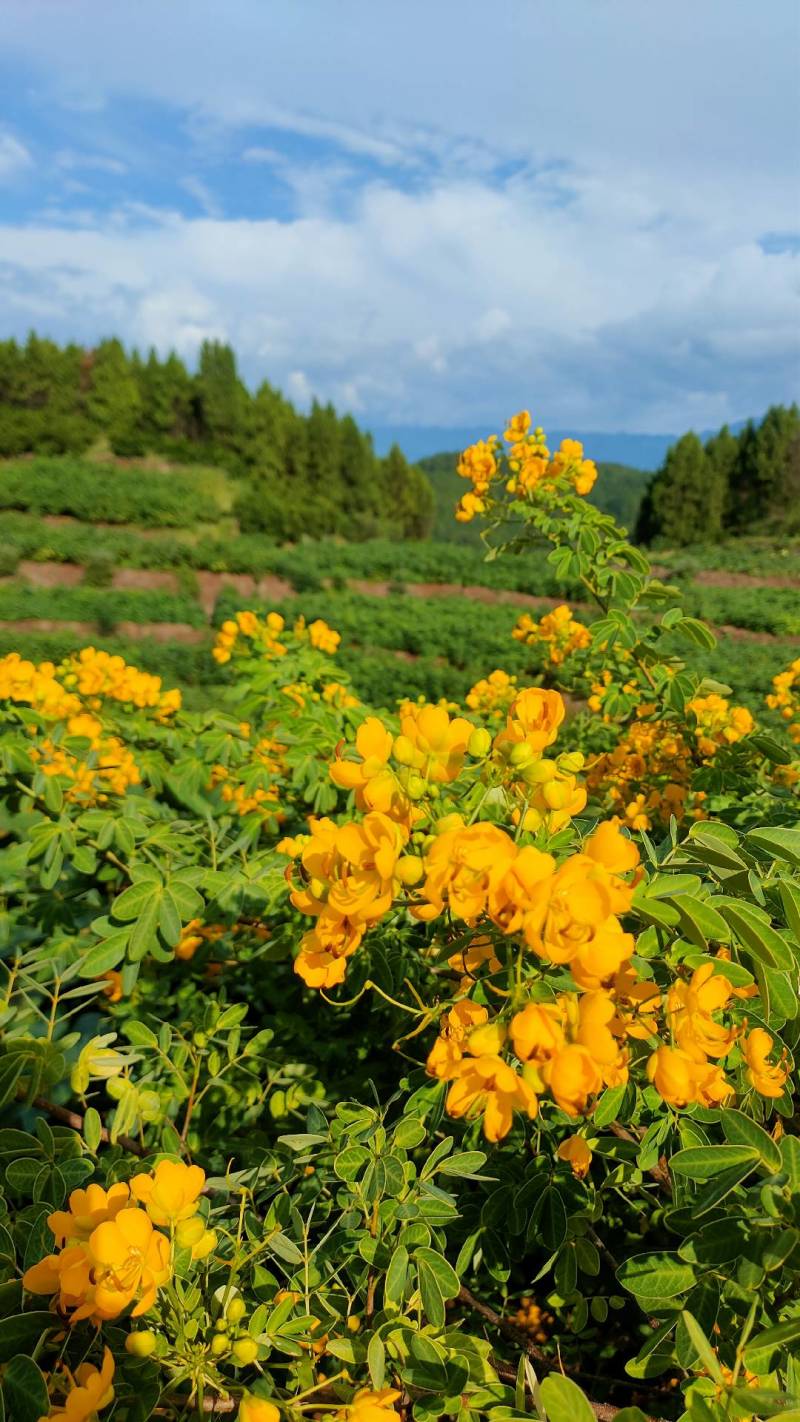 黄花槐苗、黄花槐树