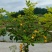 黄花槐苗、黄花槐树